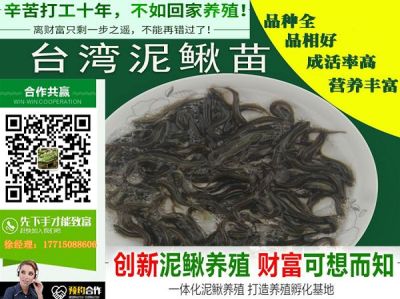 泥鳅苗价格 最新泥鳅苗价格/批发报价