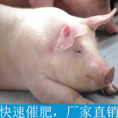 赤峰市猪饲料添加猪催肥猪催肥药