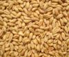 紧急求购木薯淀粉玉米小麦高粱碎米3000吨