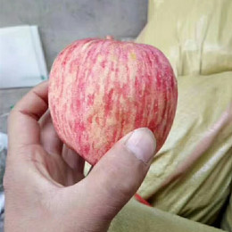 红富士苹果市场杭州苹果销售价格