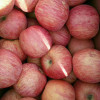 红富士苹果市场盘锦苹果供应价格