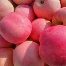 红富士苹果产地黑河苹果供应基地