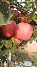 衡水国光苹果树苗厂家供应