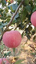 供应国光苹果苗晚熟品种