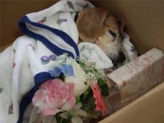 全国连锁宠物殡葬机构沈阳缘分宠物服务