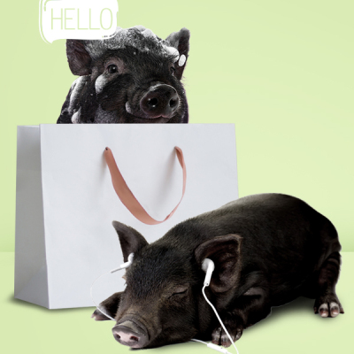 小猪认养 生猪认养 黑猪认养需先预付500元