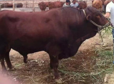 最新的山西省忻州市肉牛牲畜交易市场