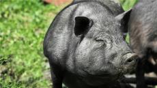 沙地生态黑猪整头猪售卖安全健康黑毛猪肉