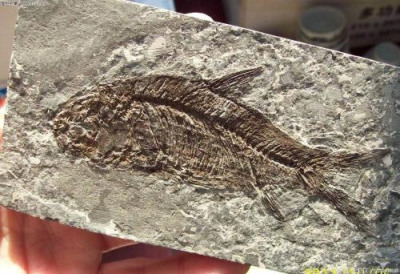 鱼化石以往收购纪录