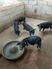 山东济南商品猪多少钱一斤 山东济南商品猪