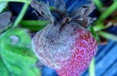 草莓白粉病该怎么治疗