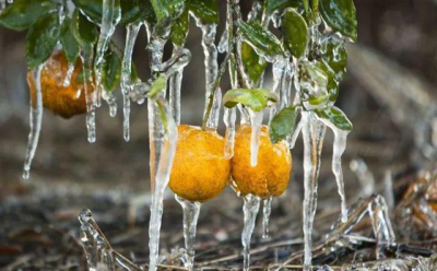 果树冻害及其次生危害的预防及补救措施
