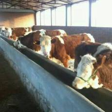 山西肉牛发展趋势山西肉牛价格走势