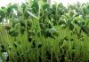 一种全自动化管理芽苗菜无土栽培方法与流程