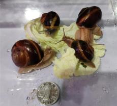 光亮大蜗牛 法国蜗牛 白玉蜗牛