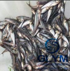 广州国联鱼专业优质鱼苗澳洲淡水龙虾
