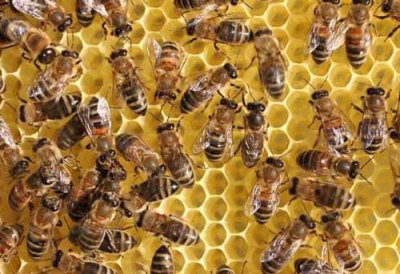 养殖蜜蜂用啤酒酵母粉