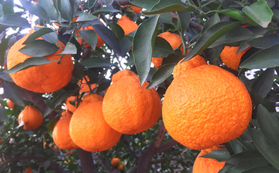不知火柑橘丑柑货源一件代发