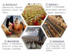 养雏鸡饮水的用益生菌可以减少鸡生病吗