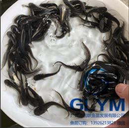 魚苗場長期提供鯰魚苗種苗大口鯰魚苗