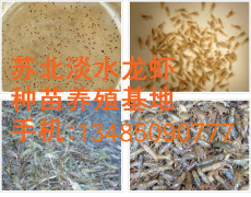如何养好小龙虾稻田养殖小龙虾技术