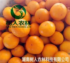 湖南柑橘品种 由良蜜桔 温州蜜桔糖度最高