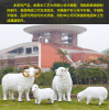广场圆雕玻璃钢仿真绵羊雕塑彩绘动物摆放