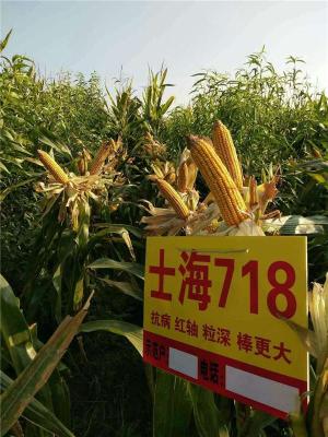 高产玉米新品种高产玉米种子士海718