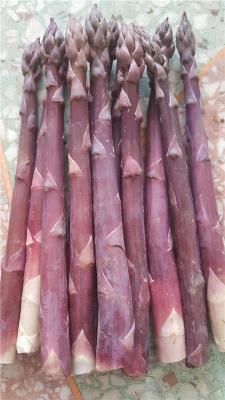 能生食的芦笋种子品种甜紫水果芦笋