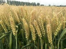 大穗型小麥種子小麥新品種德抗961