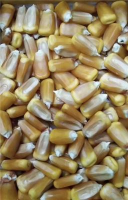 大棒玉米品种豫单8703