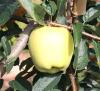 供应维纳斯黄金苹果树苗 各种苹果苗 品种齐