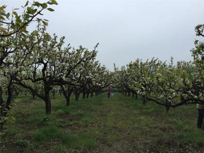 大量供应河北保定绿化梨树 规格齐全 包上车