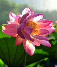 并蒂莲是什么莲供高产太空莲