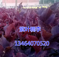 出售辽宁紫叶稠李扦插小苗，加拿大红樱小苗