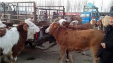 安庆地区适合养殖什么样的肉牛品种