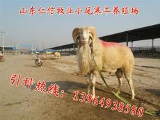 济南小尾寒羊养殖场
