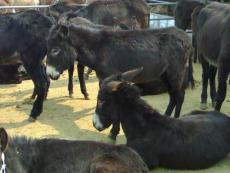 德州肉驴养殖经验时间长的合作社