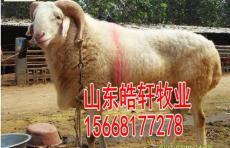 小尾羊价格3-5个月的羊羔多少钱