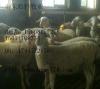 肉羊图片3-5个月的羊羔多少钱