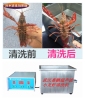 武汉嘉鹏生产超声波小龙虾清洗机设备