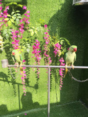 百鸟展生态鸟园展示出租五彩斑斓珍奇鸟类