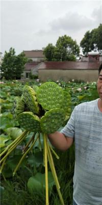 第一代廣昌太空蓮種苗