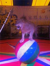 马戏团动物表演出租专业狮虎奇兽杂技节目