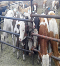 西門塔爾牛銷售點河北尖峰肉牛養殖場