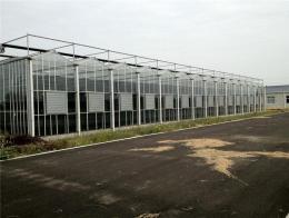 四川绵阳钢化玻璃育苗温室大棚6千平建造商