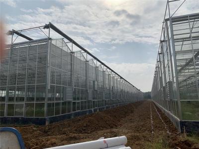 浙江杭州蔬菜种植玻璃温室大棚8000平方方案