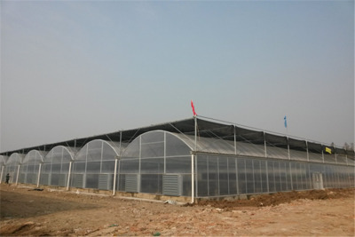 浙江衢州连栋薄膜型育苗大棚温室3米高价格