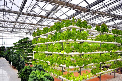 安徽合肥无公害蔬菜大棚玻璃温室8000平方案