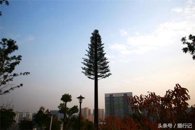 仿生树塔仿生树塔生产厂家仿生树塔价格